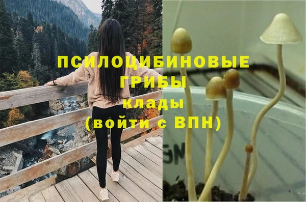 прущие грибы Абинск